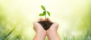 Hands holding young green plant on green nature background.